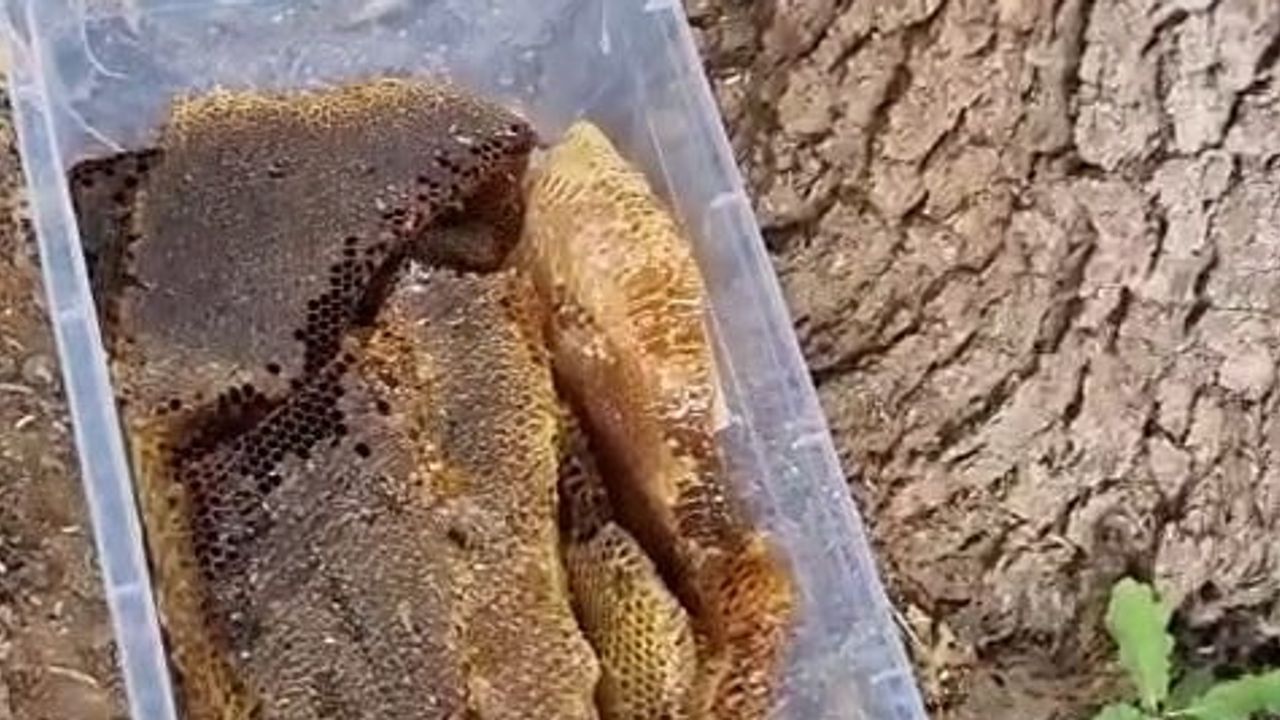 Paluda yaşlı gövdeden çıkan petekler kilolarca bal verdi