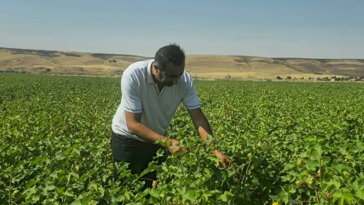 Pamuk koruma hattı: Cizre'de feromon tuzaklarıyla rekolte gözetimi