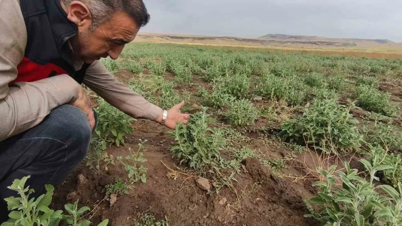 Patnos'ta ada çayı serüveni: ilk hasada bir ay kaldı