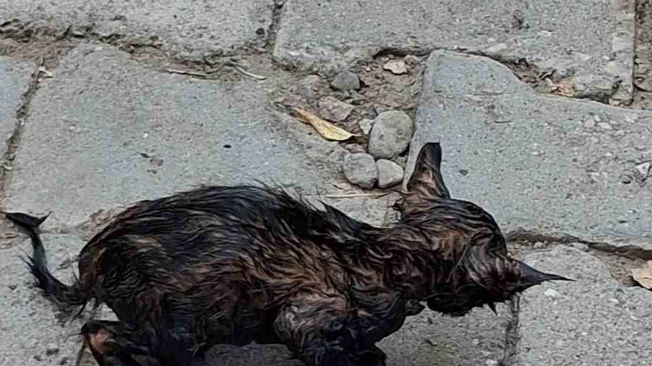 Patnos'ta ziftin kucağından çıkarılan yavru kedi yeniden canlandı