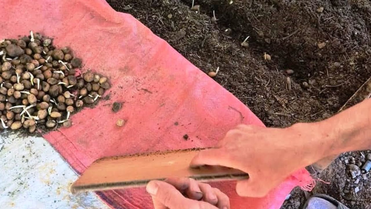 Pazarlar'da salep ekim alanında saha denetimi ve teknik destek sürdürülecek
