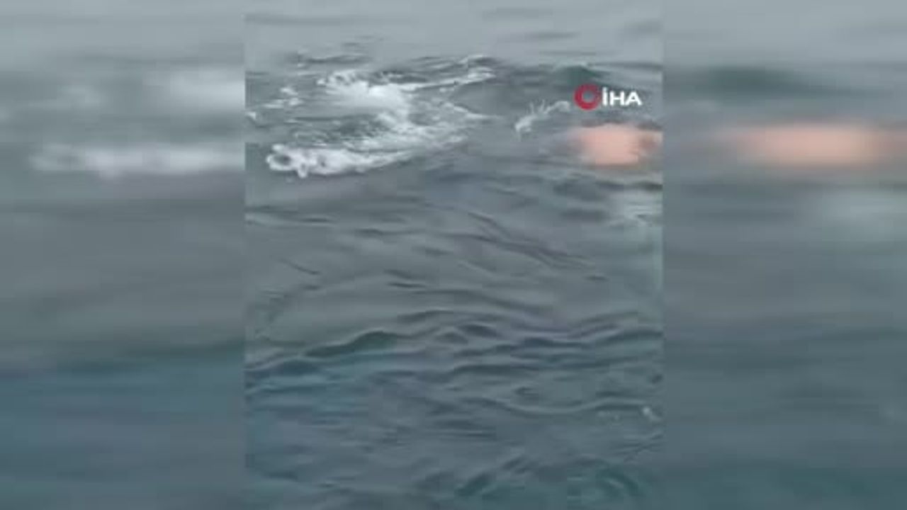 Perulu balıkçının cesur müdahalesi: ağa takılan balina kurtarıldı