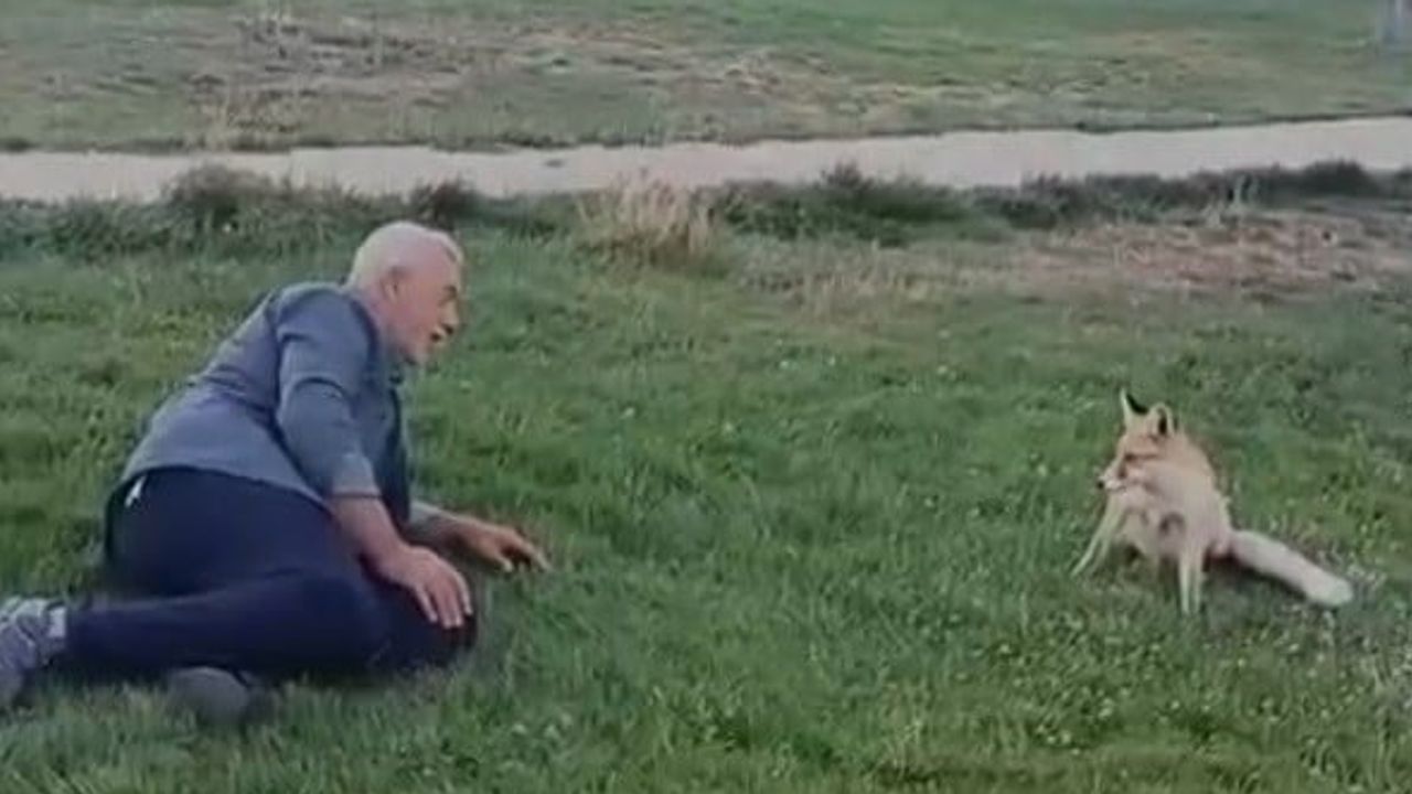 Piknikte kurulan beklenmedik dostluk: tilkiyle paylaşılan anlar