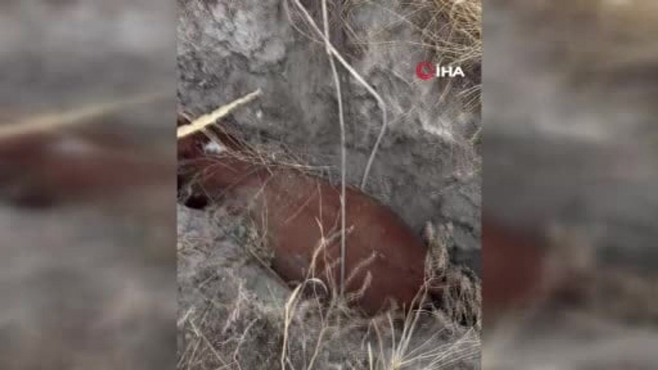 Polatlı'da obruğa düşen büyükbaş hayvanı kurtarma çalışmaları mahallede kaygı yarattı