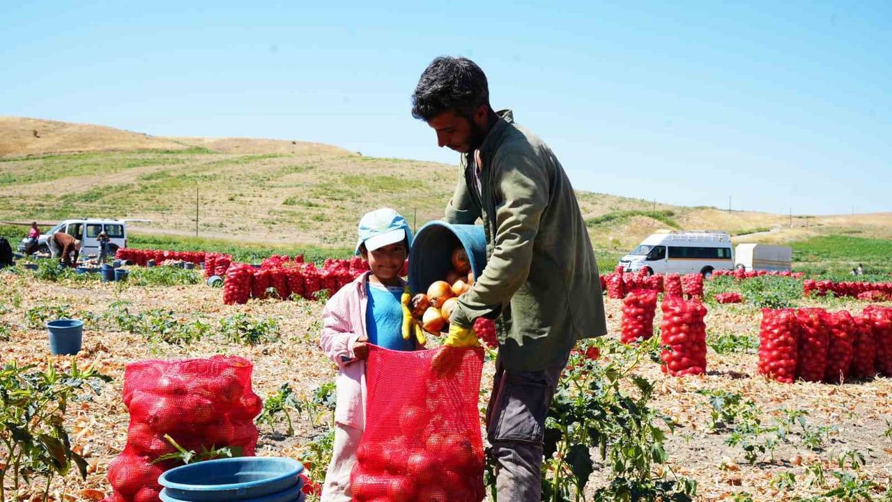 Polatlı'nın kırmızı çuvalları: başkentte 300 kişilik hasat mesaisi başladı