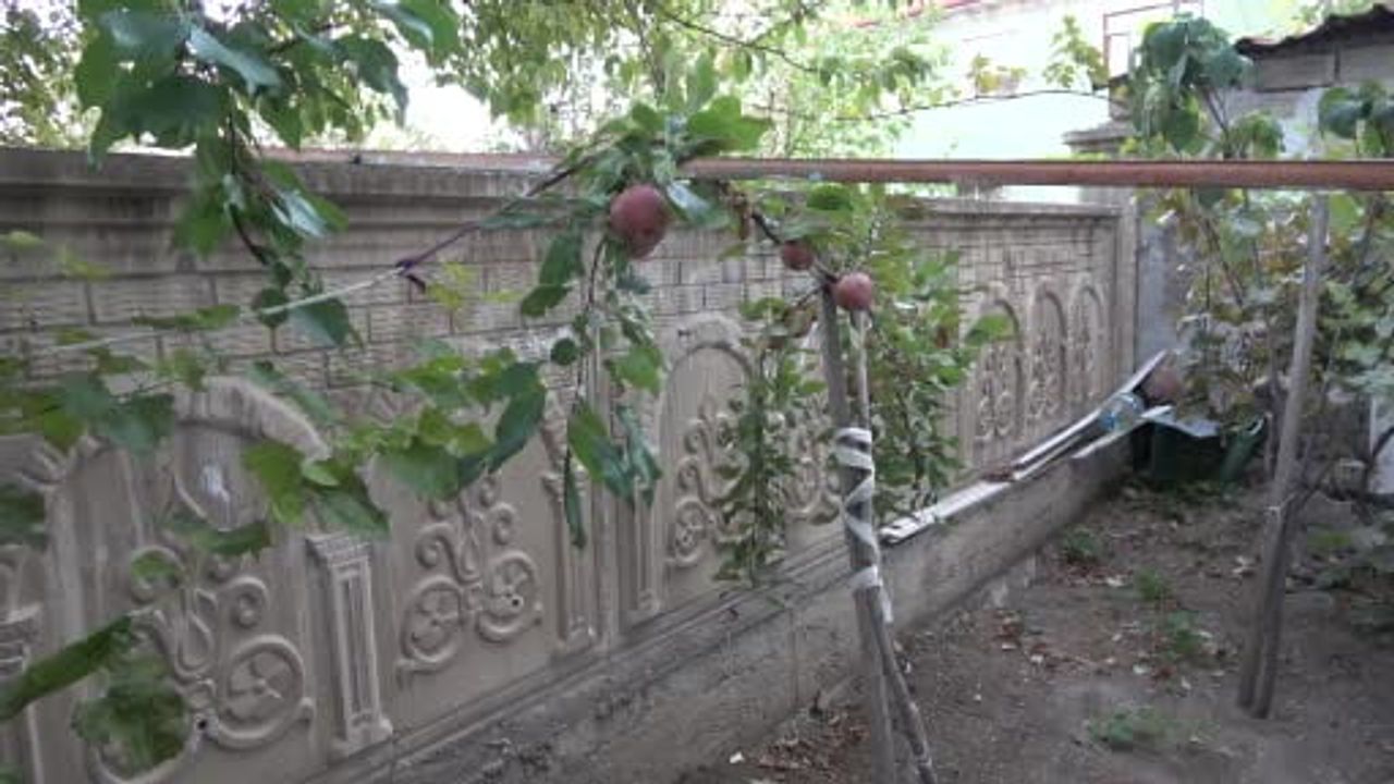 Posof'un içi kırmızı elması Sorgun'da meyve verdi