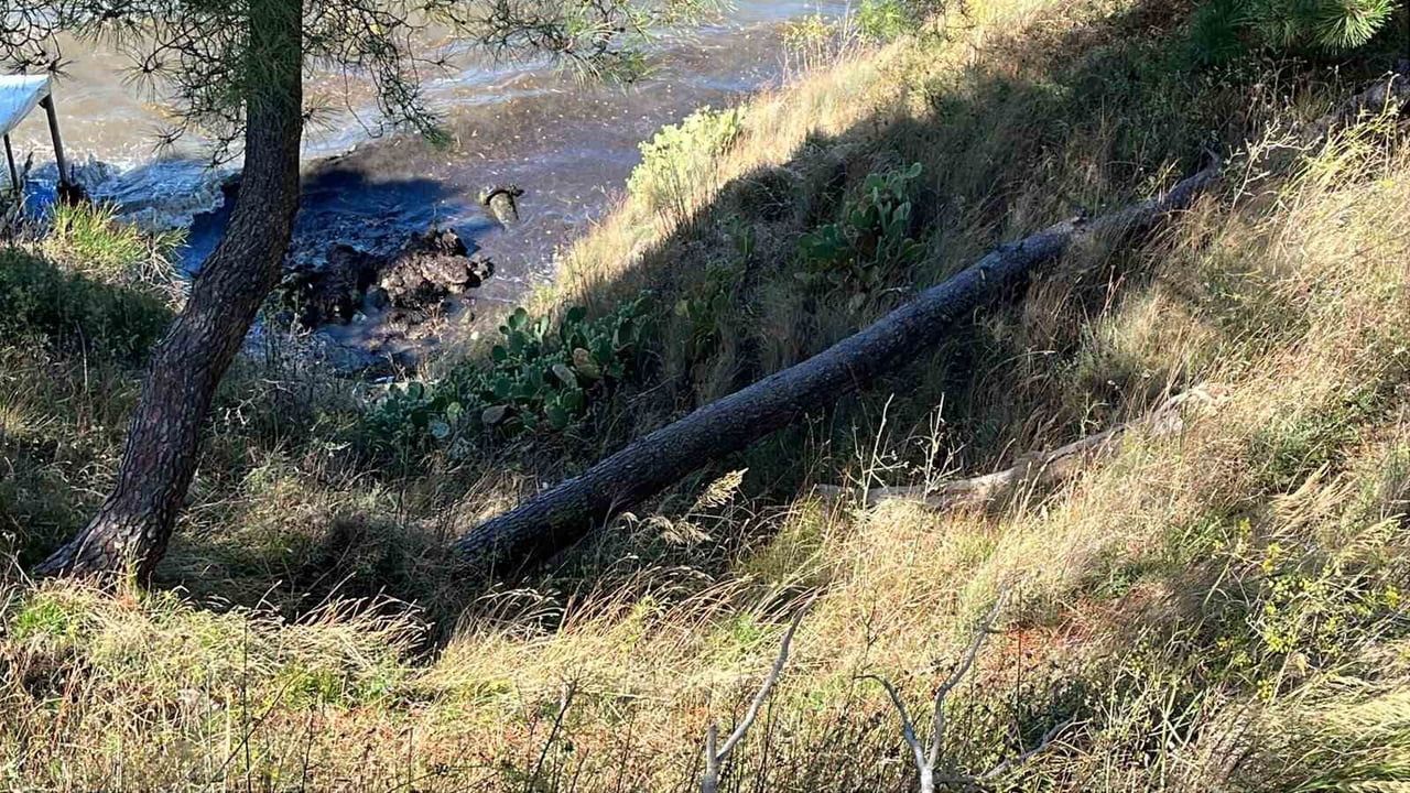 Rüzgar Sinop'ta ağacı devirdi, ekipler yolu açtı