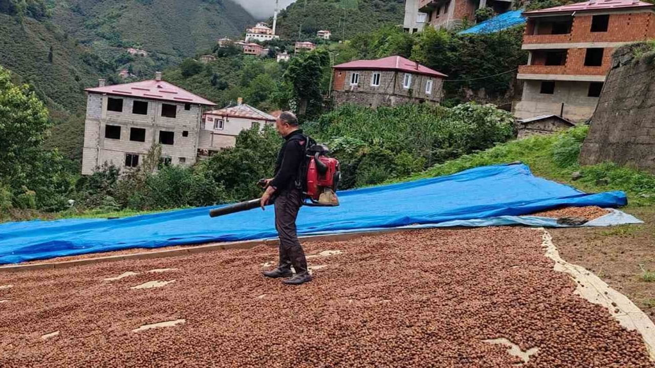 Rüzgarı kendisi sağlıyor: harmandaki fındığı üfleme körüğüyle kurutan üretici