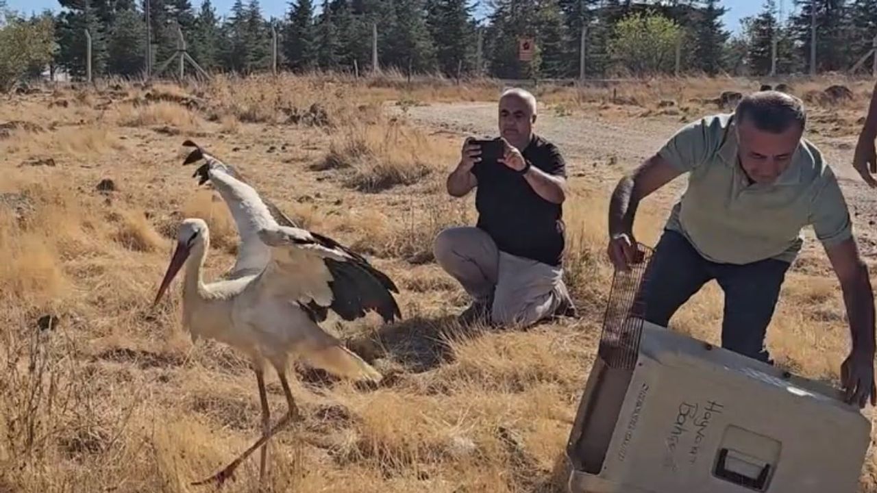 Sadık bekleyişin ardından: leylek iyileştirilip doğaya salındı