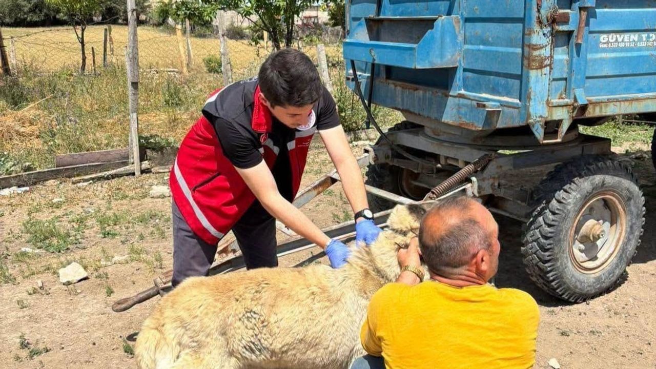 sahipli köpeklerde kayıt ve aşı zorunluluğu: valilikten uyarı ve cezai işlemler