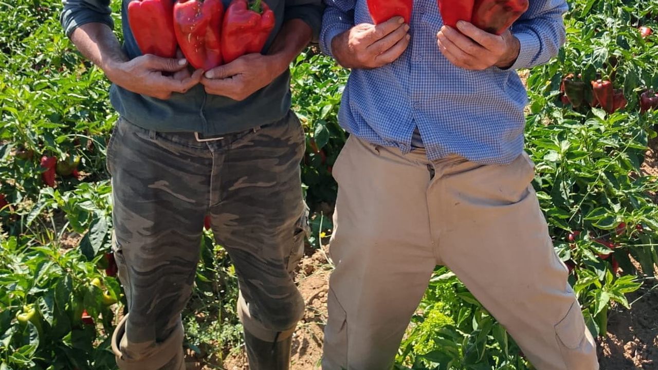Salihli'de kırmızı inci kapya biberlerden hasat bereketi
