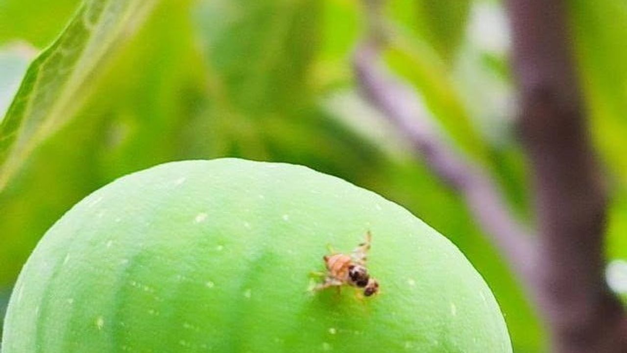 Salihli üreticilerine Akdeniz meyve sineğiyle zamanında mücadele çağrısı