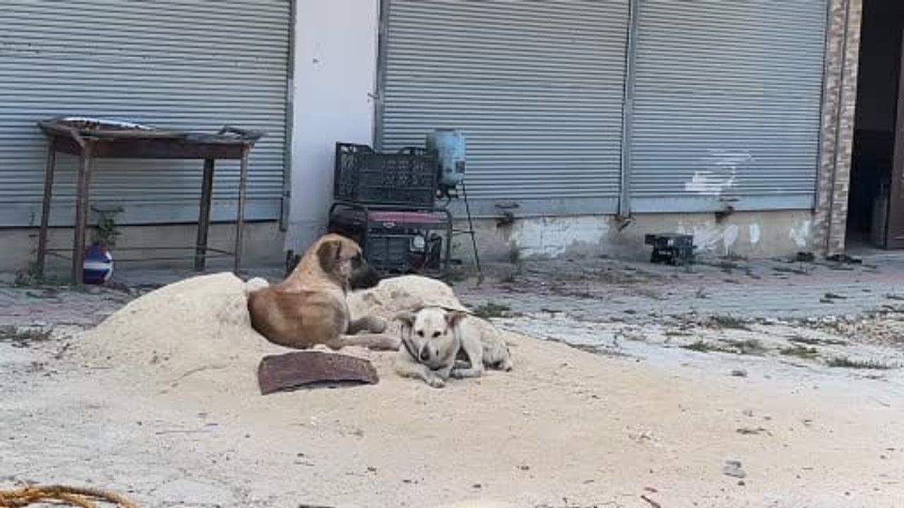 Samandağ'da iş dönüşü saldırıya uğrayan 14 yaşındaki çocuğun ayağına 6 dikiş atıldı