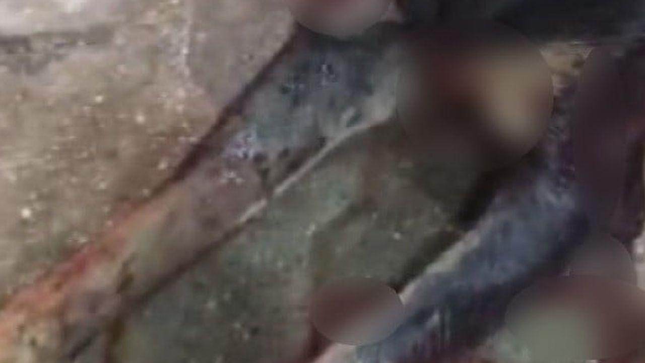Samandağ'da yanlış hedef iddiası: yaralı köpeği vuran kişi gözaltına alındı