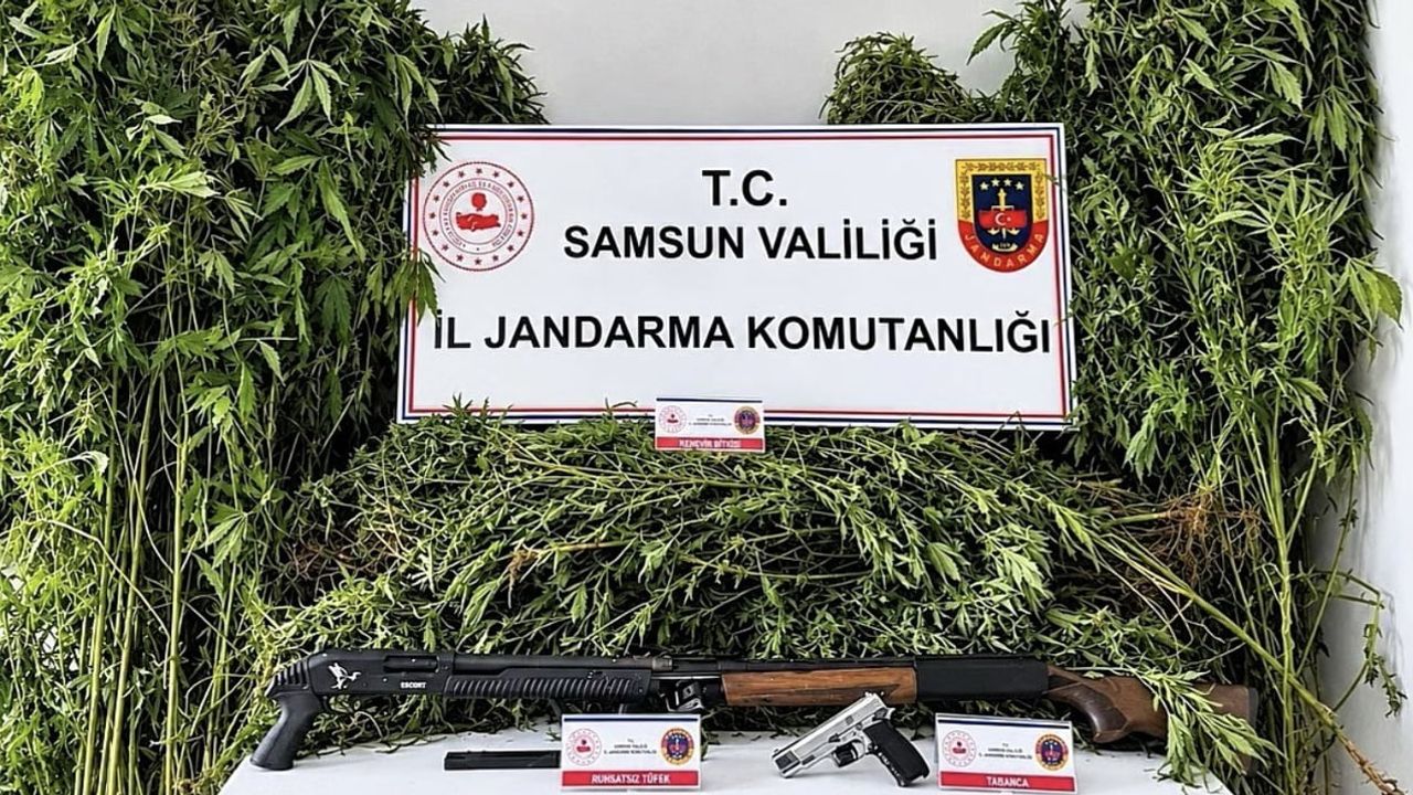 Samsun'da jandarma 756 kök kenevir ve ruhsatsız silahlar ele geçirdi