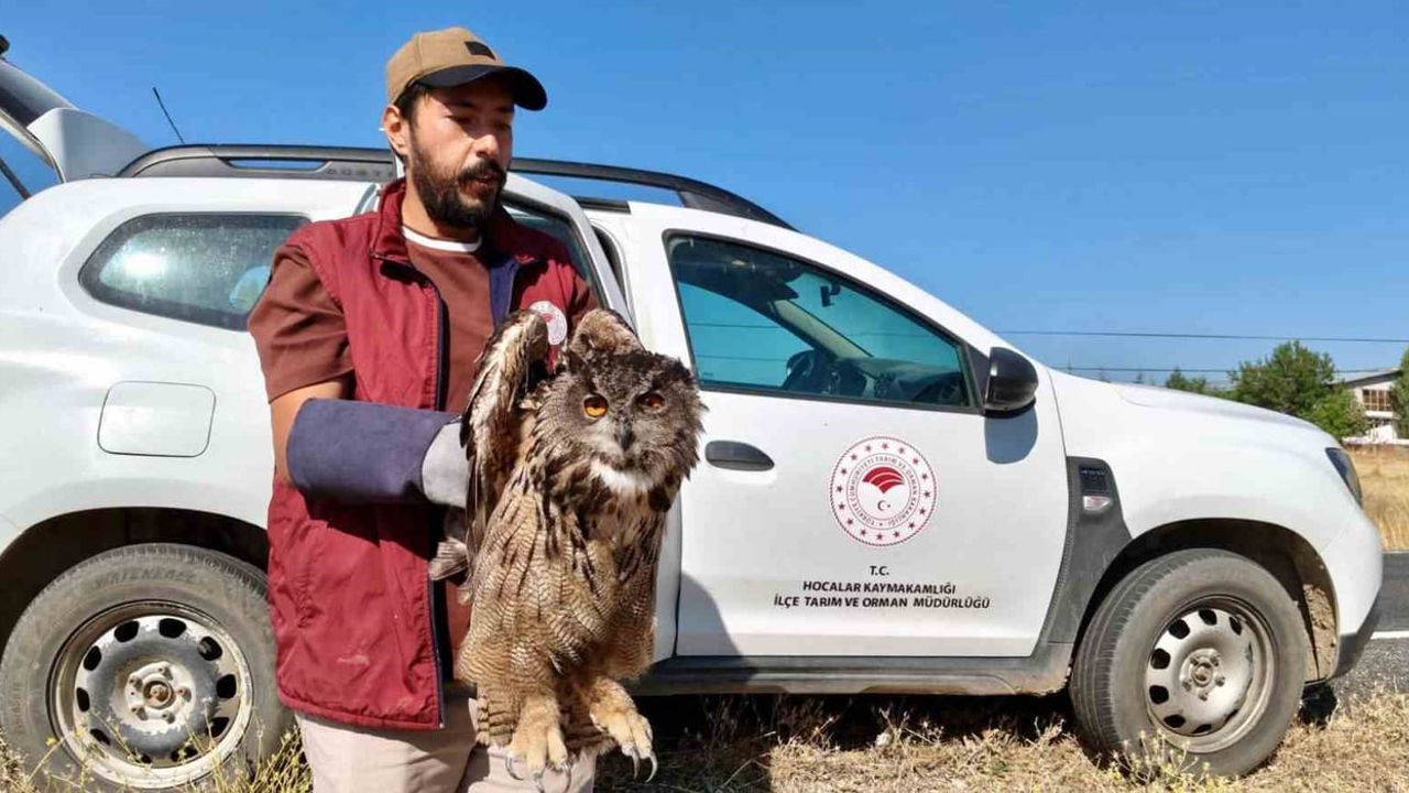 Sandıklı'da arazide bulunan yaralı puhu kuşu ekiplerce tedaviye alındı