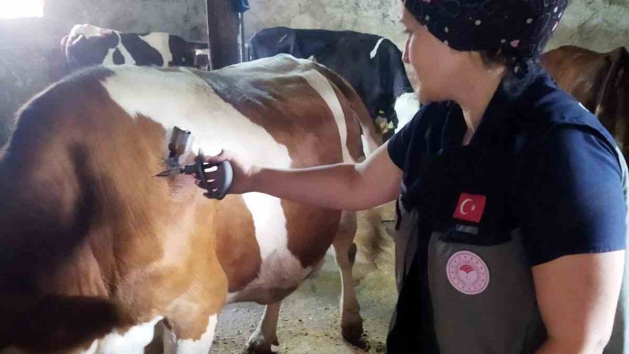 Şap tehdidine karşı il genelinde aşılama ve biyogüvenlik seferberliği