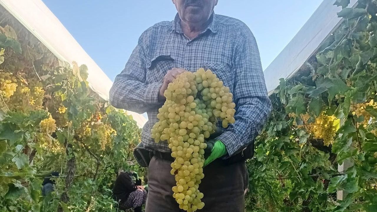 Sarıgöl bağında 5,5 kiloluk dev salkım üreticiyi ve ziyaretçileri şaşırttı