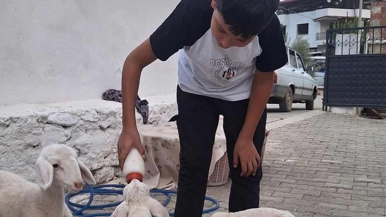 Sarıgöl'de annesi yetmeyen üçüz kuzular biberonla büyütülüyor