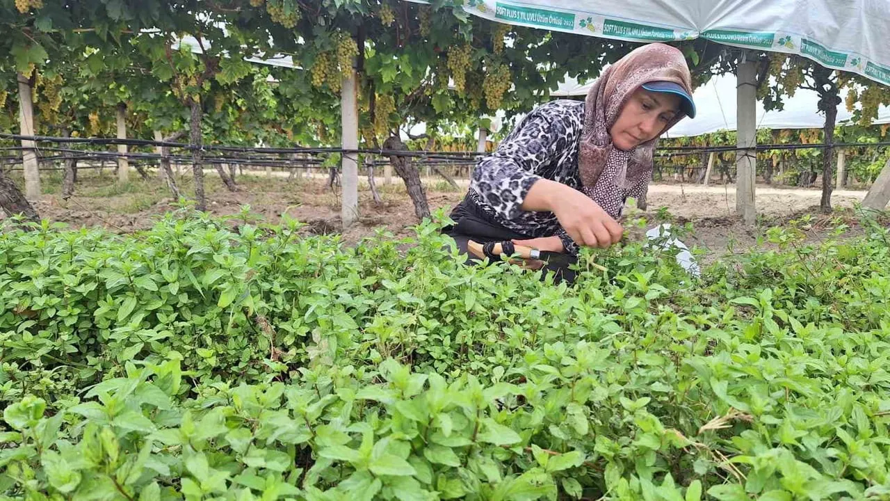 Sarıgöl'ün tarhanalık nanesi kış için toplandı