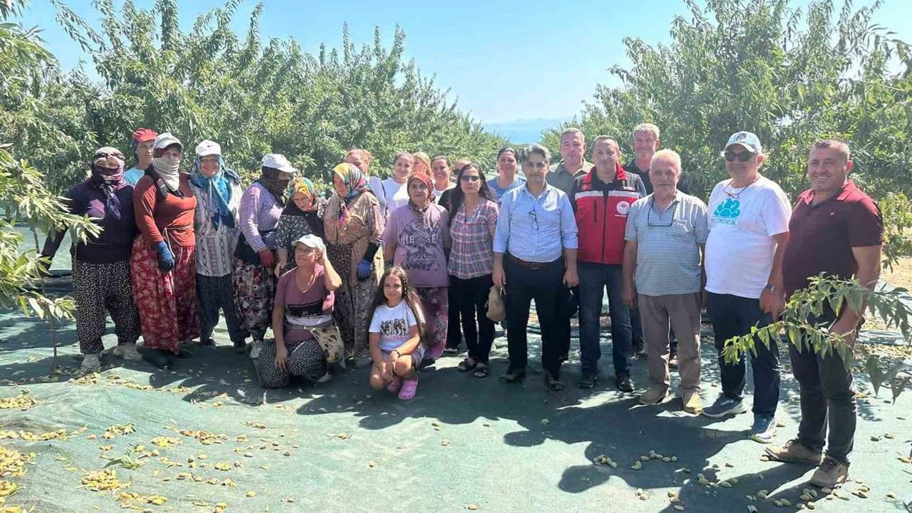 Şarköy'de badem üretimi büyüyor, hasat sezonu başladı