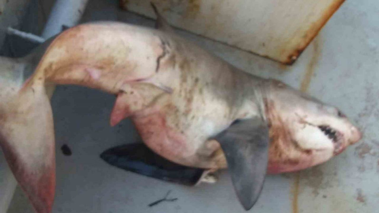 Saros Körfezi'nde ağına 65 kiloluk köpek balığı takılan balıkçıların şaşkınlığı