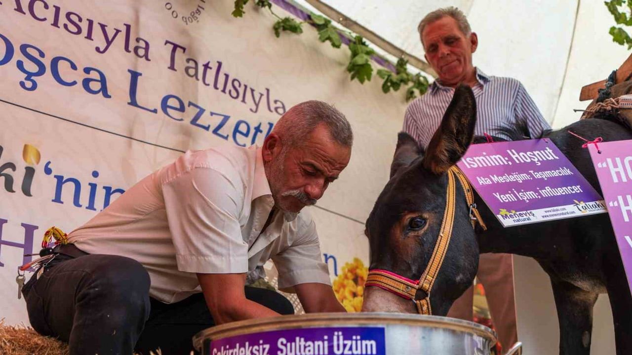 Saruhanlı'da 'hoşaf sınavı' veren eşek festivalin ilgi odağı oldu