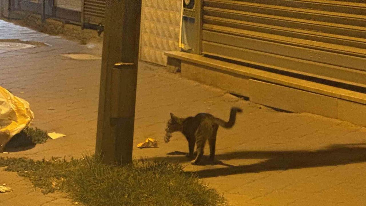 şehir merkezinde 20 dakika süren kedi ve fare oyunu kamerada