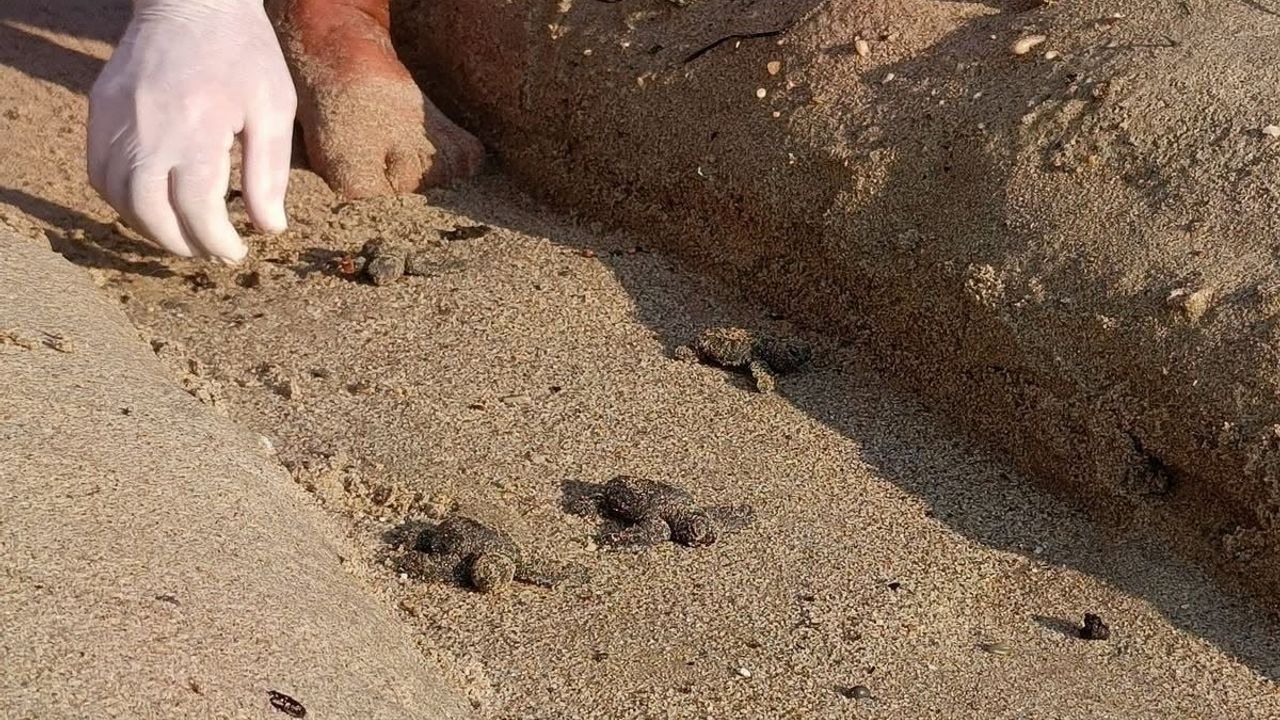 Sel altındaki plajdan çıkan 67 caretta caretta yavrusu umut verdi