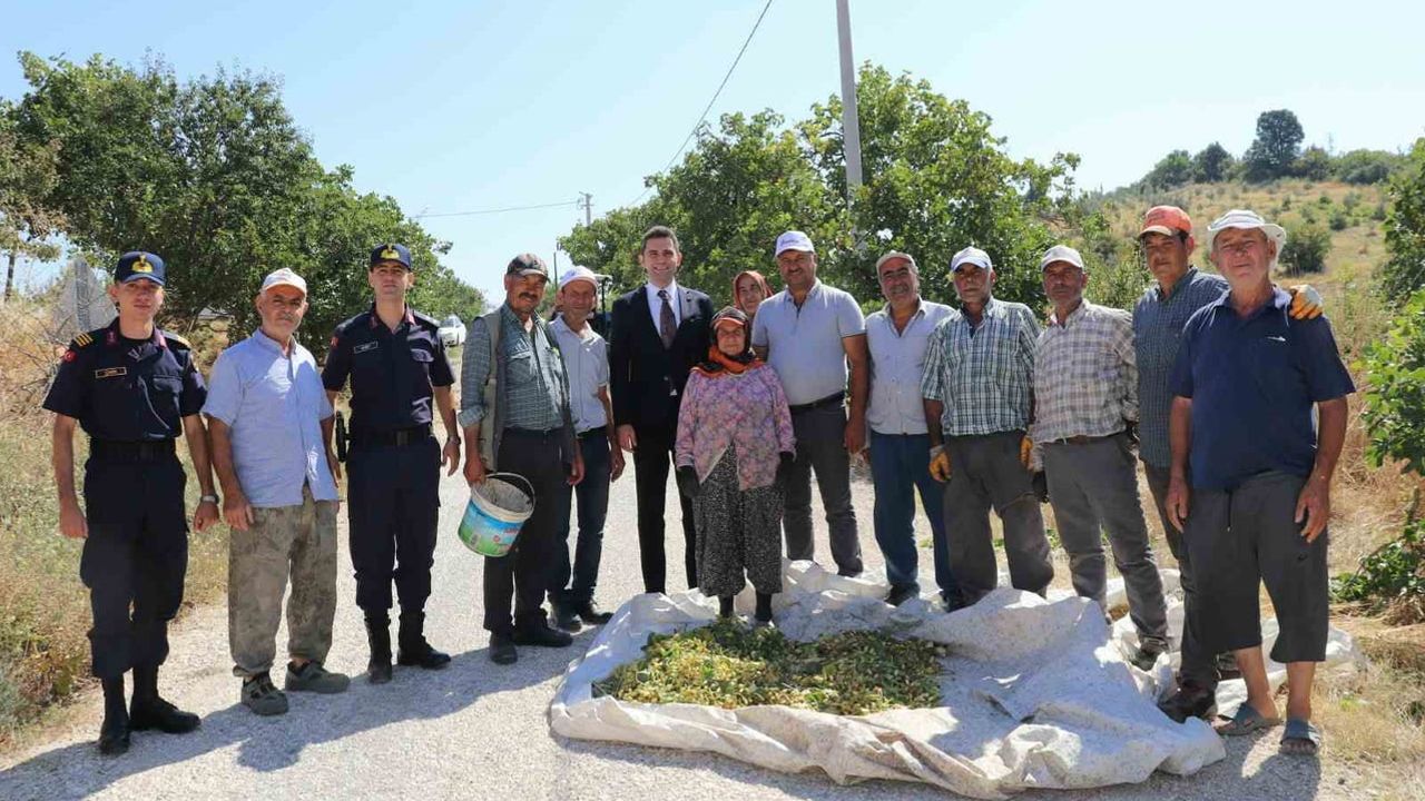 Selendi'de yeşil altının tarlalarında hasat mesaisi