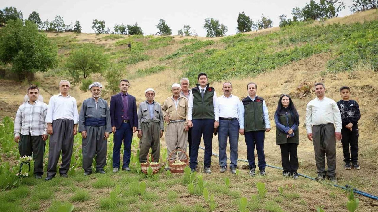 Şemdinli'de Tütünlü köyünde üzüm sezonu başladı