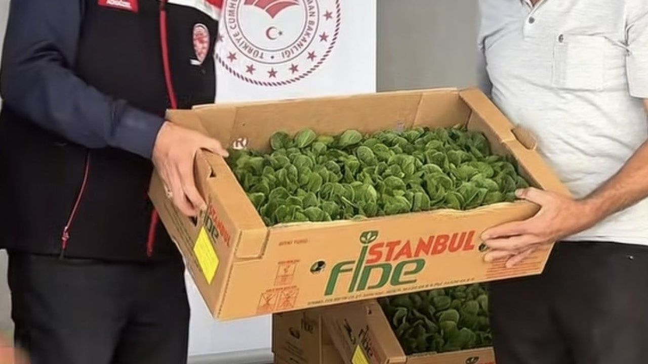 Sera marulu seferberliği: Burdur’da 164 bin 500 fide üreticilere ulaştırıldı