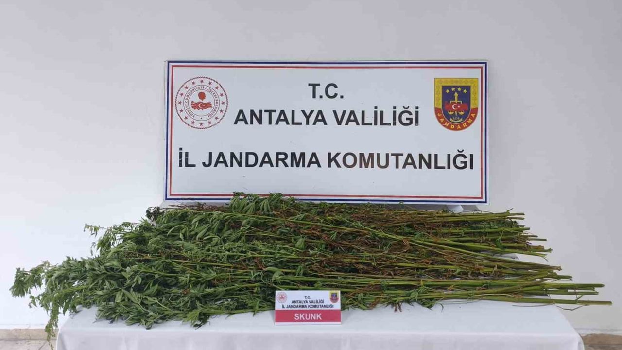 Serik’te iz bırakan baskın: 80 kök kenevir bulundu
