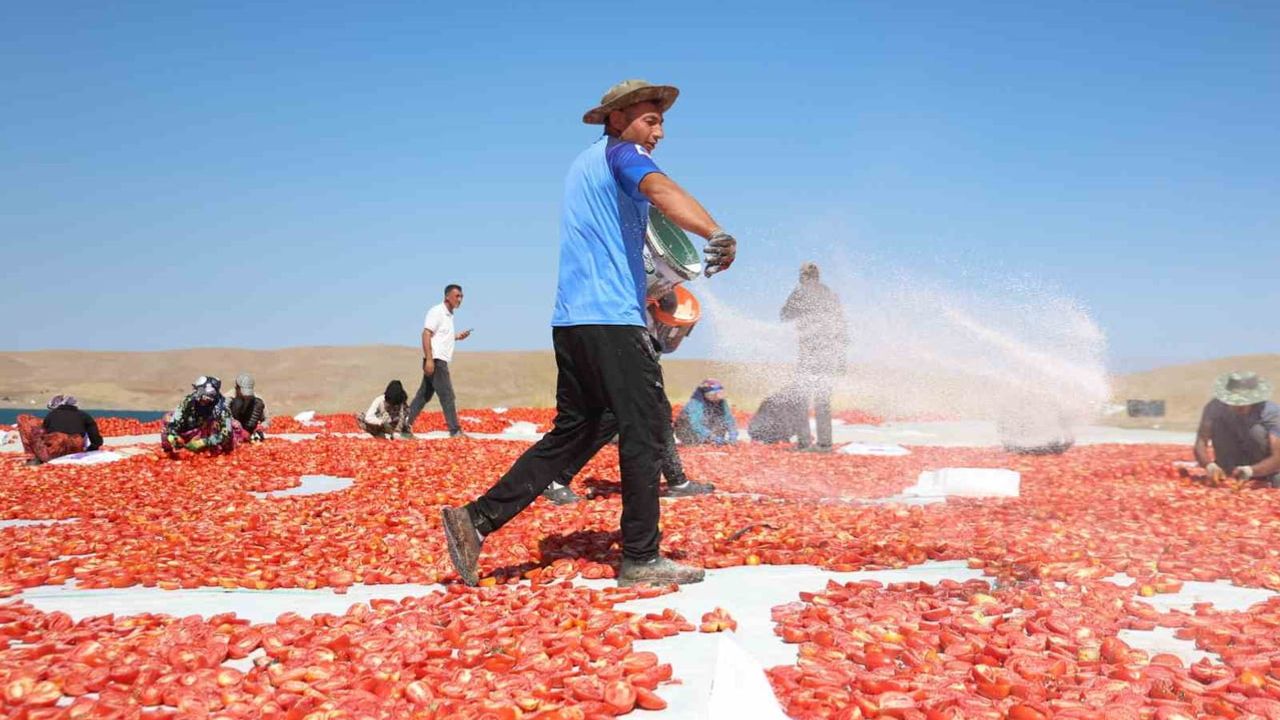 Sıcak altında 7 bin dönümlük domates tarlasının yaşam mücadelesi