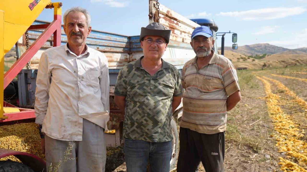Sıcakta başlayan kabak çekirdeği hasadı ankara tarlalarında 13 ton beklentisiyle sürüyor