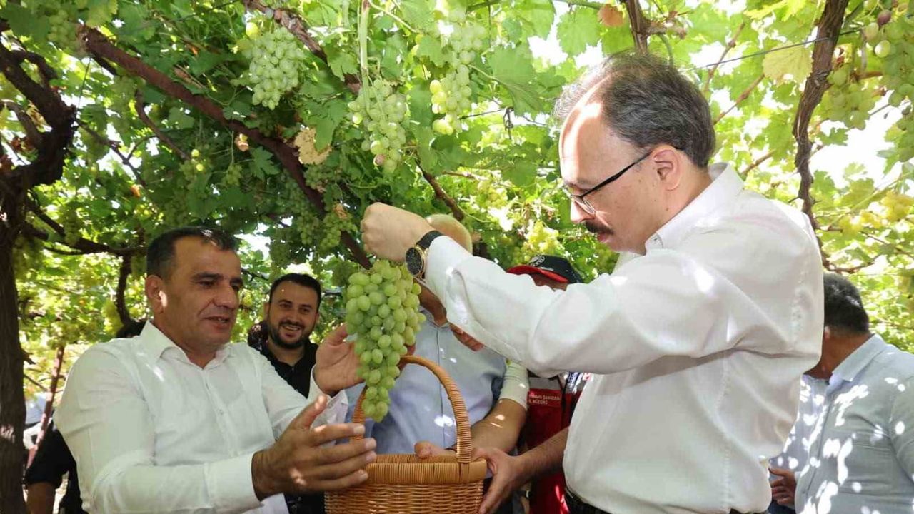 Siirt'te tayfi sezonu açıldı; yapraklar Avusturya raflarına gidiyor