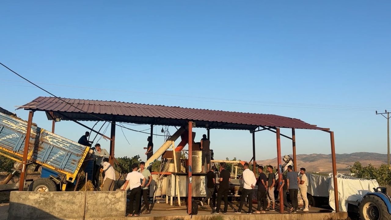 Siirt'te 'yeşil altın' hasadı başladı, rekolte düşüşü üreticiyi zorladı