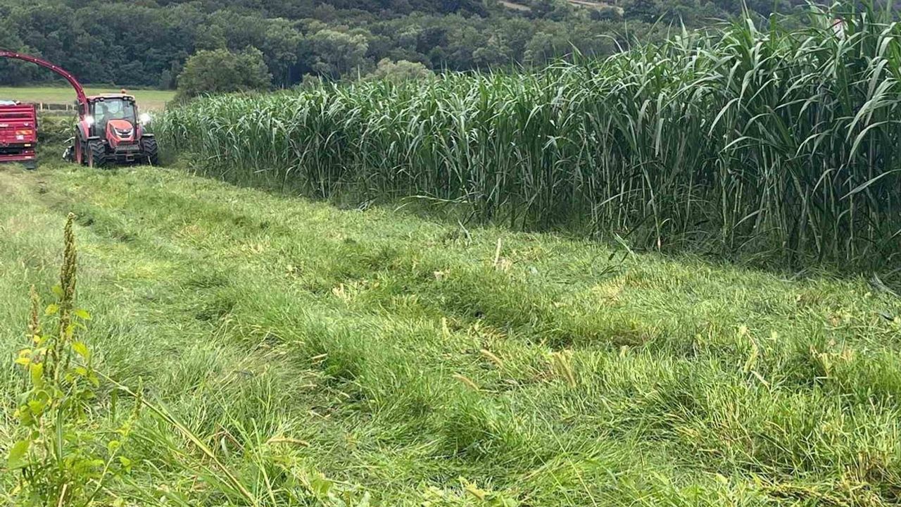 Sinop’ta maralfalfa üretimiyle kaba yemde yeni alternatif denemesi başladı