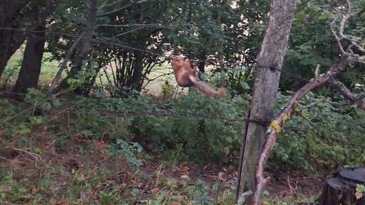 Sinop'ta tellere takılan sincap dikkatli müdahaleyle doğaya geri bırakıldı