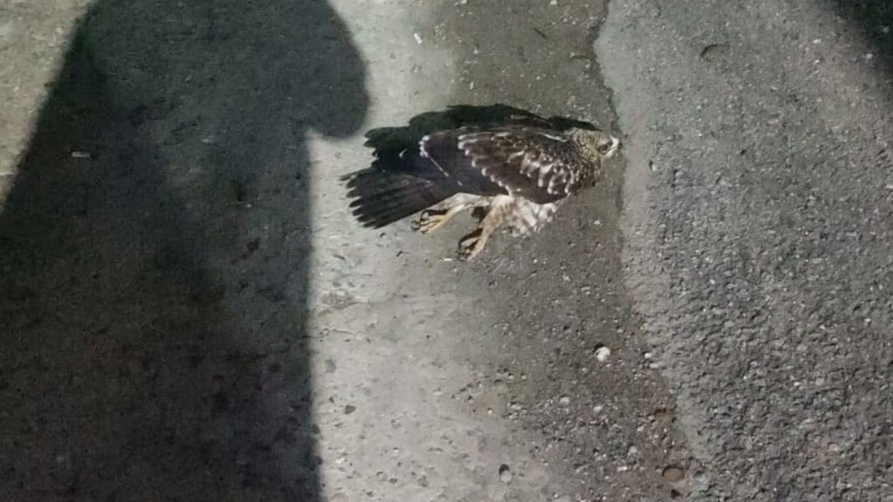 Sinop’ta yaralı halde bulunan doğan koruma altına alındı