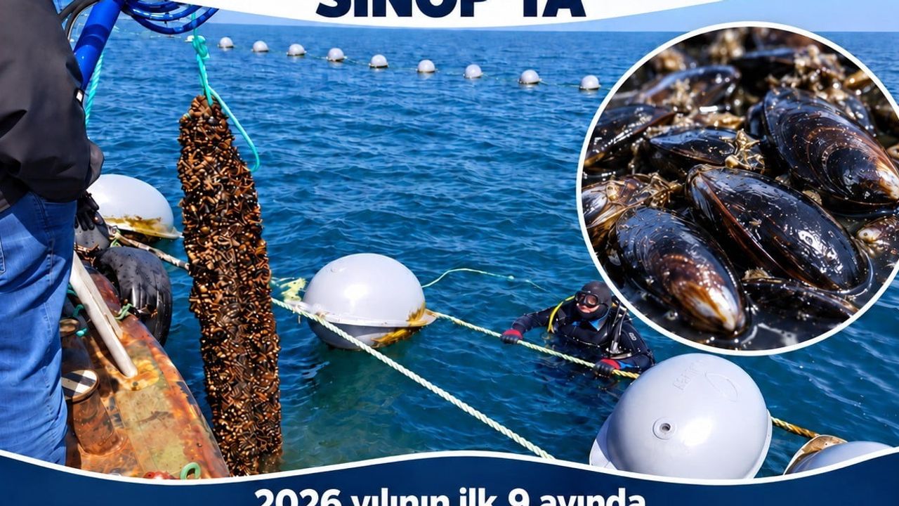 Sinop'tan denize verim: 9 ayda 182 ton midye hasadı