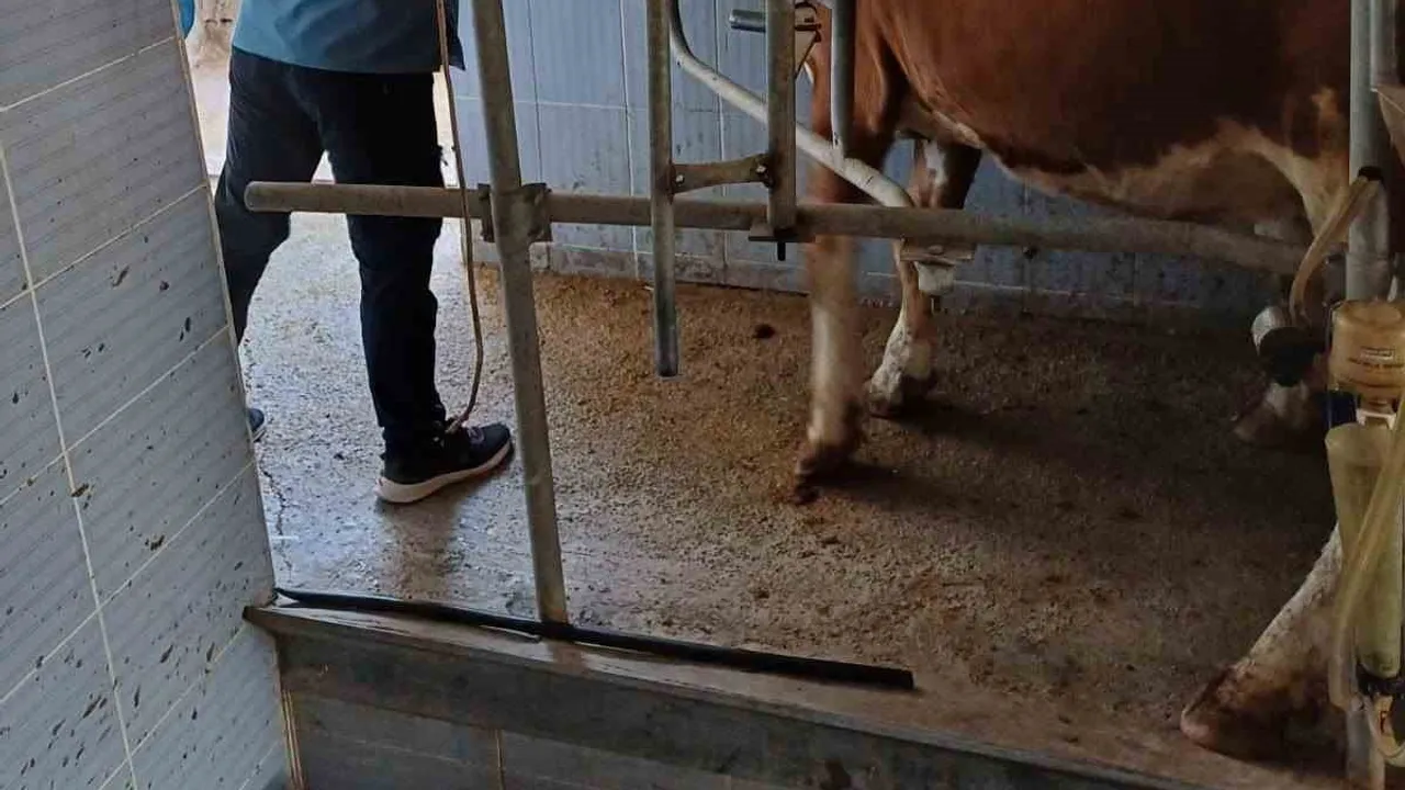 Şırnak'ta hayvan sağlığı için aşılama ve küpeleme seferberliği