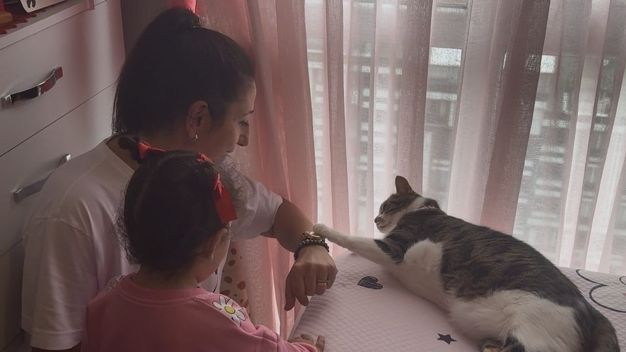 Siteyi koruyan kedi, hırsızların dört denemesini boşa çıkardı