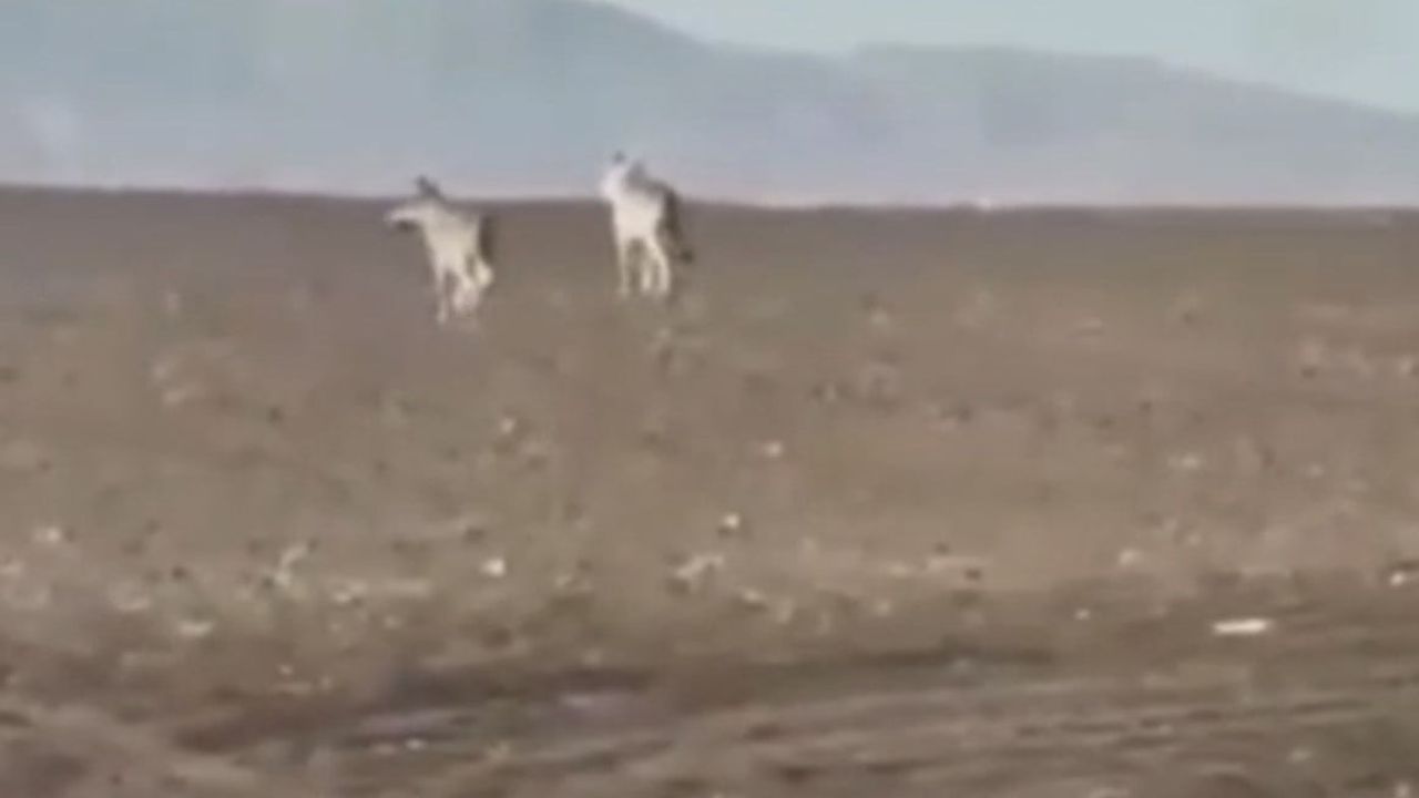 Sivas'ta sürü halinde görülen kurtlar yerleşimlere neden iniyor