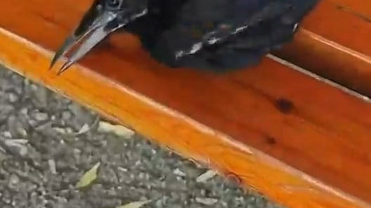 Sivrice'de misina ve ipten kurtarılan yavru karga doğaya bırakıldı