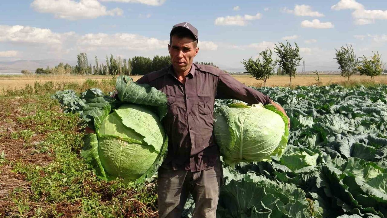 Söğütlü'den çıkan ince yapraklı lahana Türkiye'nin dört bir yanına gidiyor