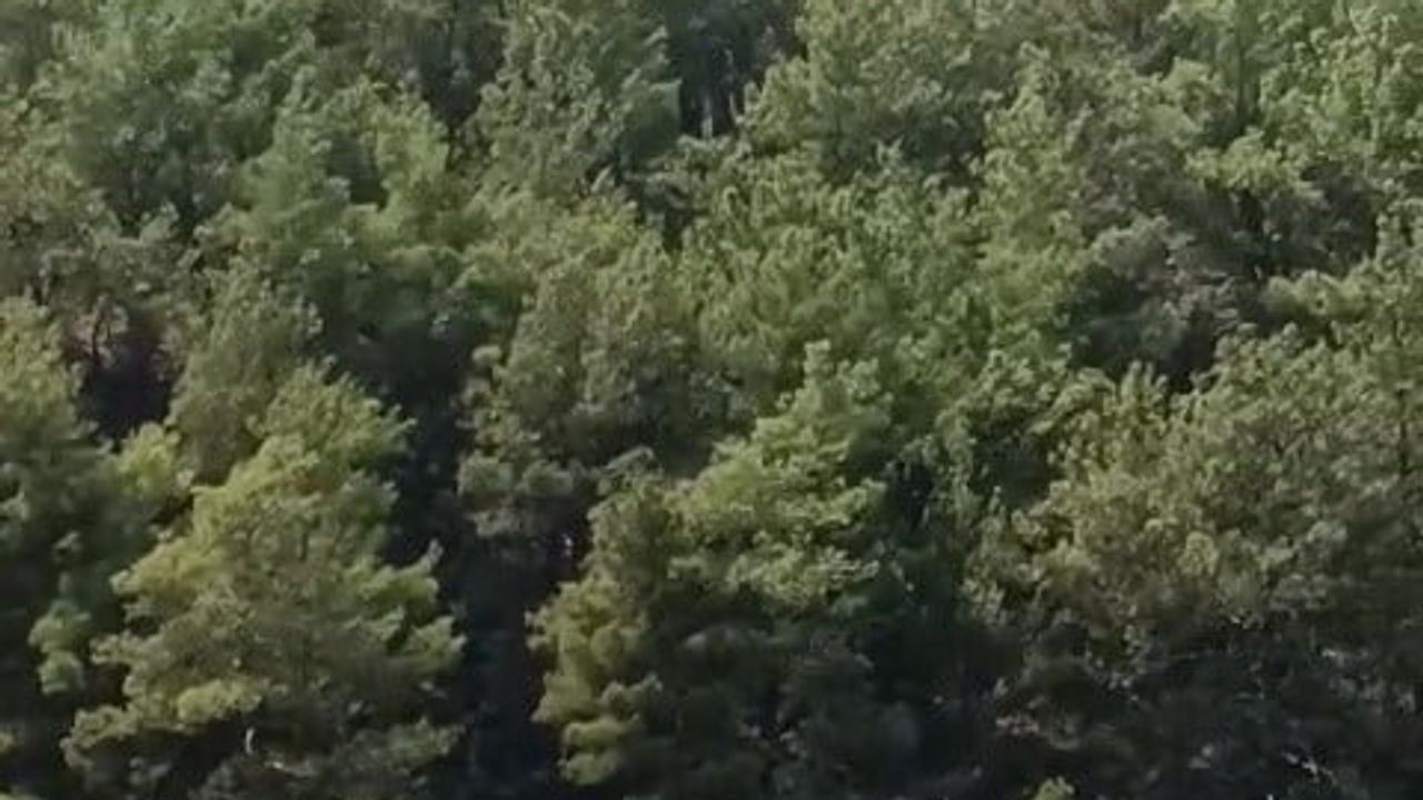 Soğutma sürecindeki ormanda dumanlar yükseldi, müdahale başlatıldı