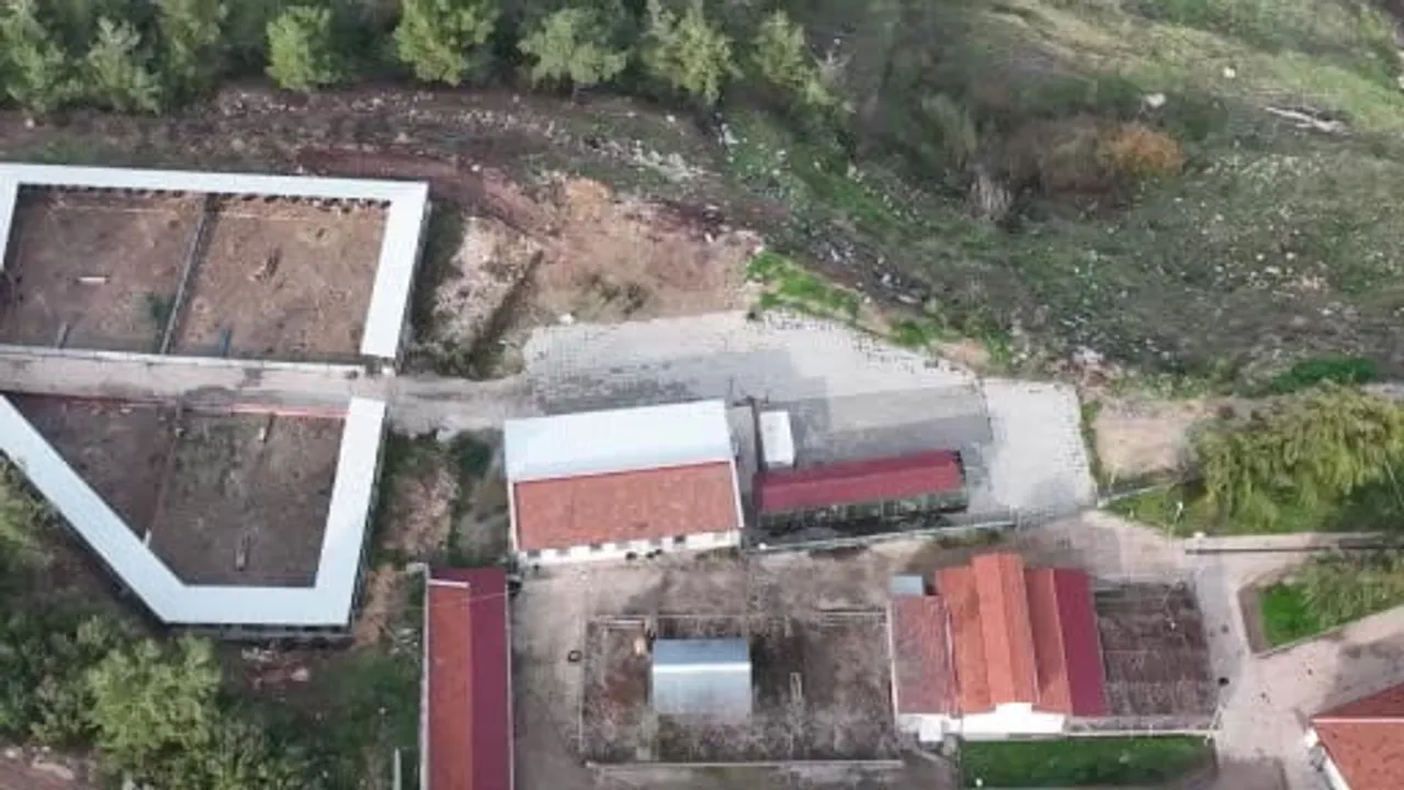 Sokak köpeğine ameliyatla verilen ikinci şans