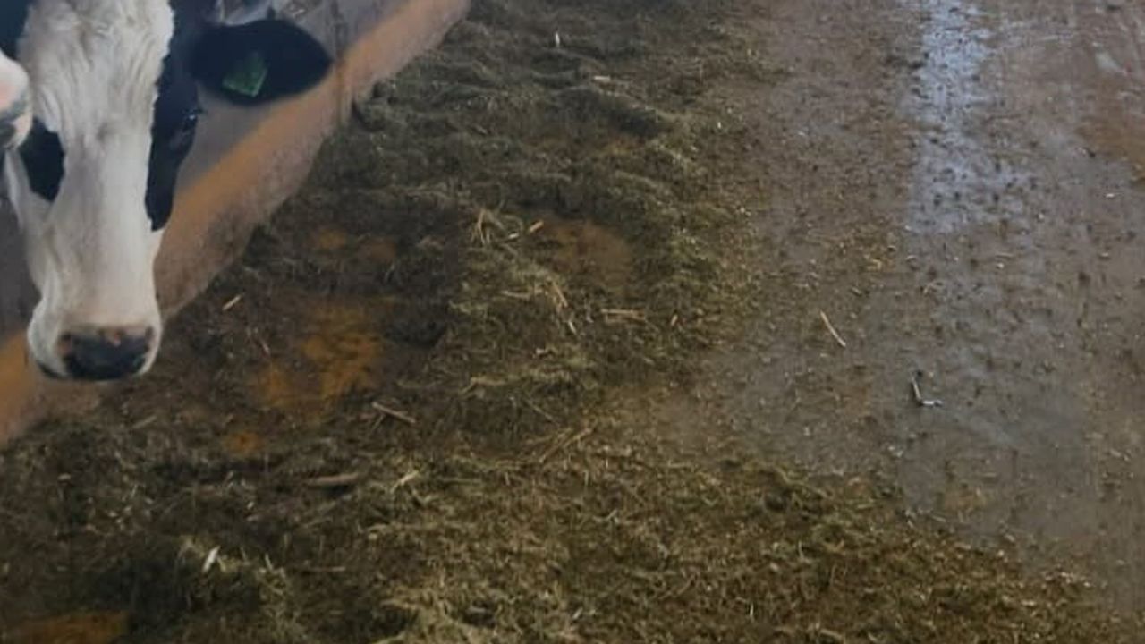 Söke'de ari işletmelerde periyodik kan taramalarıyla sağlık güvence altına alınıyor