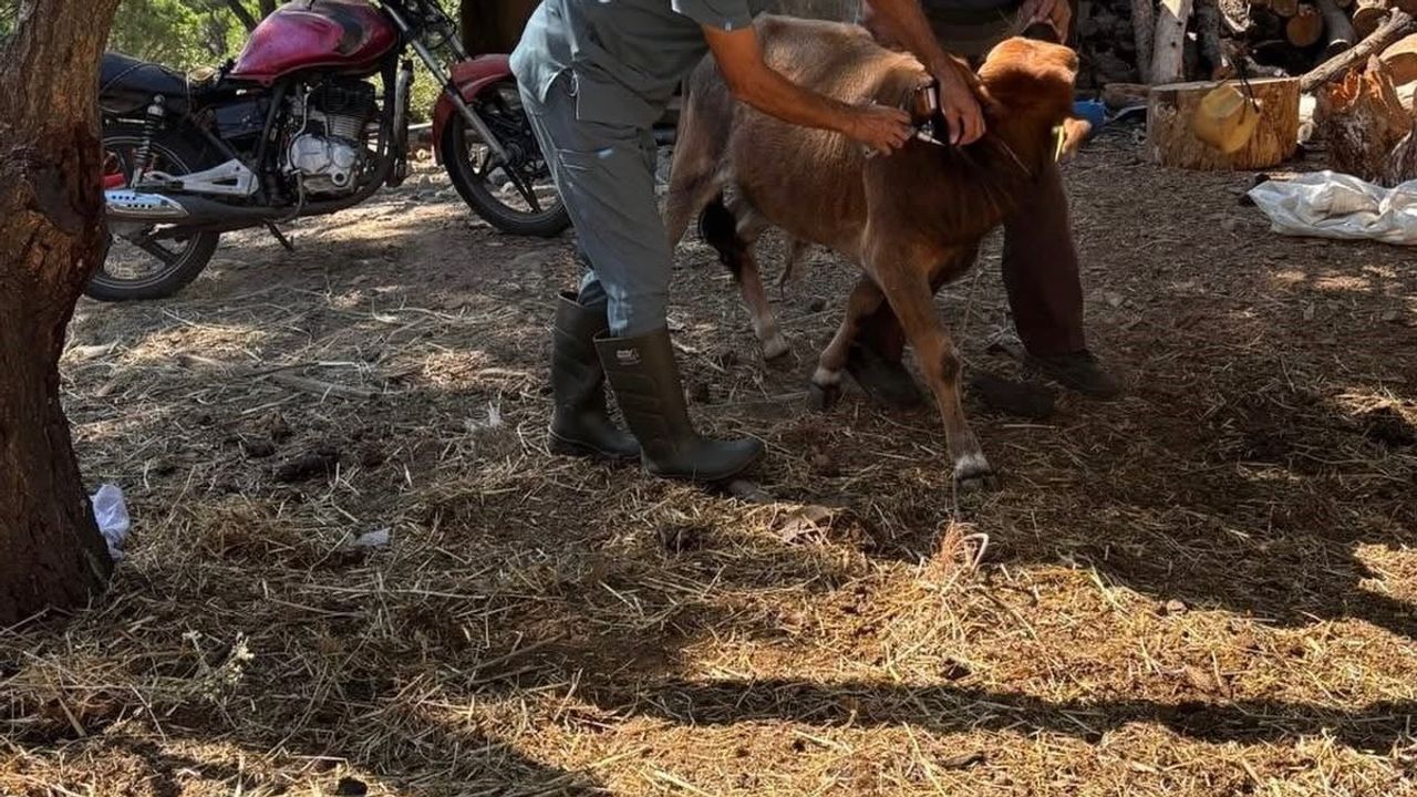 Söke'de hayvan sağlığını güçlendiren sonbahar şap aşılaması devam ediyor